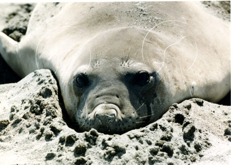 SGEELS0002 - Elephant Seal