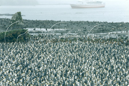 SGEKIN0061 - King Penguin