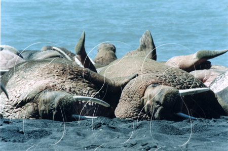 ALAWAL0008 - Walrus