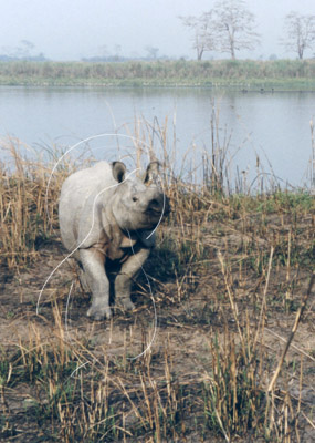 INDRHI7003 - Rhinoceros