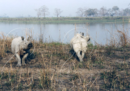 INDRHI0003 - Rhinoceros