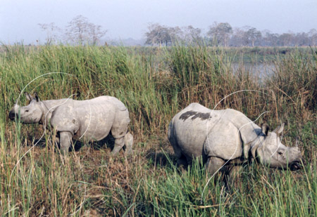 INDRHI0002 - Rhinoceros