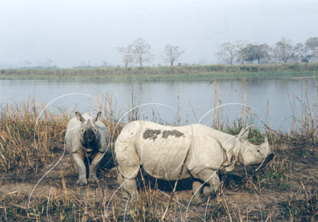 INDRHI0001 - Rhinoceros