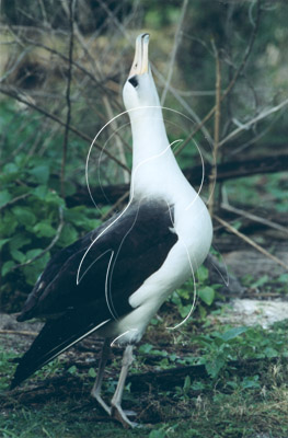 MIDALB0039 - Laysan Albatross