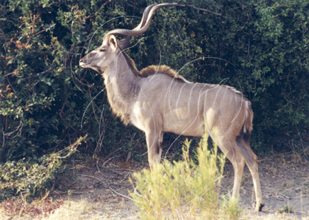 BOTKUD0001 - Kudu