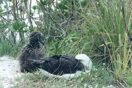 MIDALB0035 - Laysan Albatross