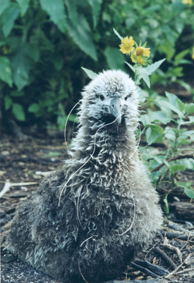 MIDALB0034 - Laysan Albatross
