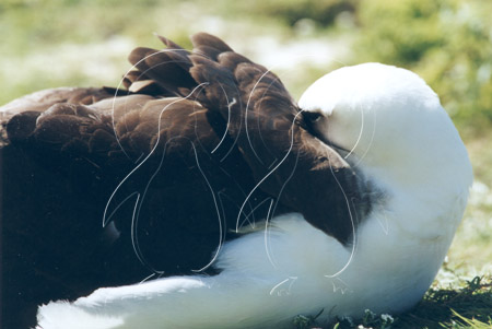 MIDALB0033 - Laysan Albatross