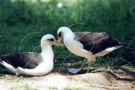 MIDALB0032 - Laysan Albatross
