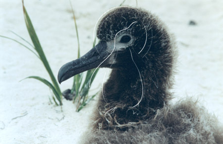 MIDALB0031 - Laysan Albatross