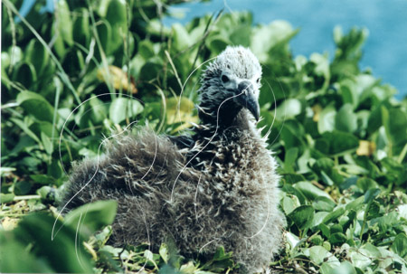 MIDALB0030 - Laysan Albatross