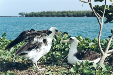 MIDALB0029 - Laysan Albatross