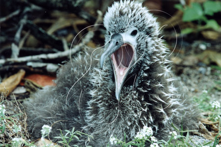 MIDALB0025 - Laysan Albatross