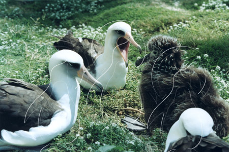 MIDALB0024 - Laysan Albatross