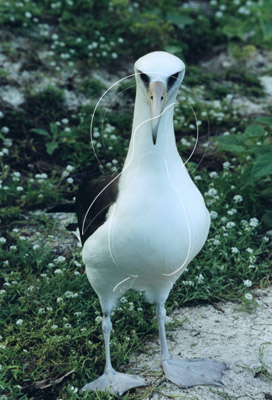 MIDALB0023 - Laysan Albatross