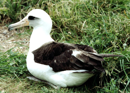MIDALB0020 - Laysan Albatross