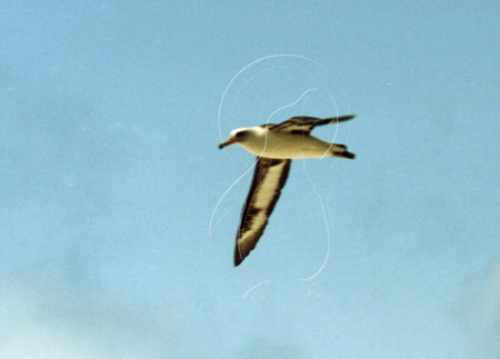 MIDALB0017 - Laysan Albatross