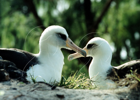 MIDALB0014 - Laysan Albatross