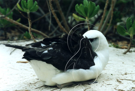 MIDALB0009 - Laysan Albatross