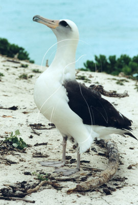 MIDALB0007 - Laysan Albatross
