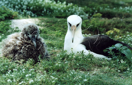 MIDALB0006 - Laysan Albatross
