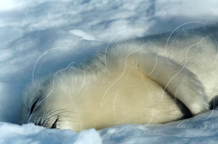 CANHAR0018 - Harp Seal