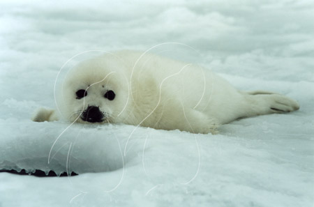 CANHAR0007 - Harp Seal