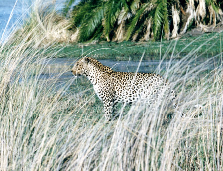 BOTLEO0014 - Leopard
