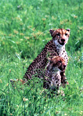 BOTCHE0008 - Cheetah