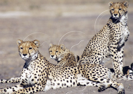 BOTCHE0004 - Cheetah