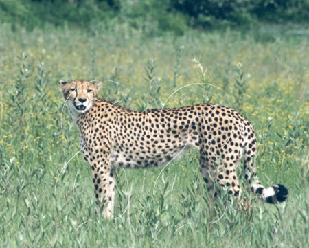 BOTCHE0003 - Cheetah