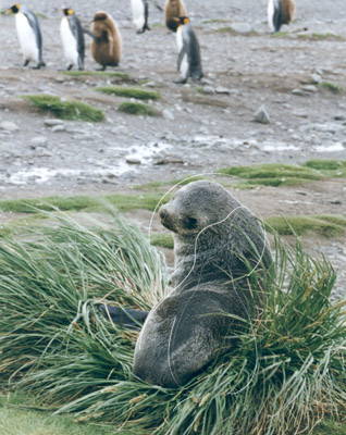 SGEFUS0010 - Fur Seal