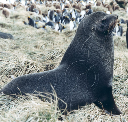 SGEFUS0009 - Fur Seal