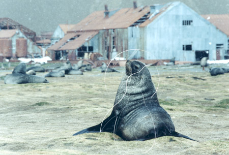 SGEFUS0008 - Fur Seal