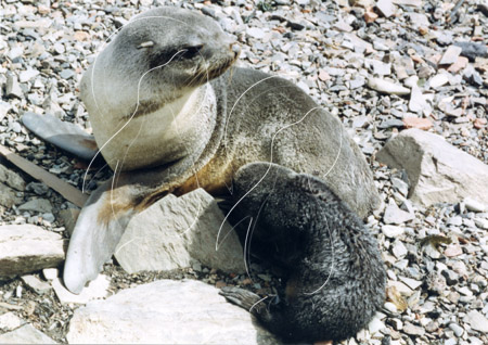 SGEFUS0003 - Fur Seal