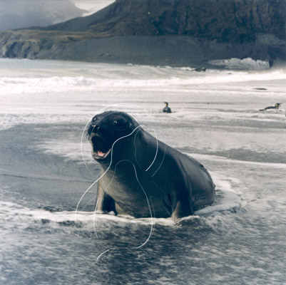SGEFUS0002 - Fur Seal
