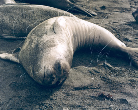 SGEELS0011 - Elephant Seal