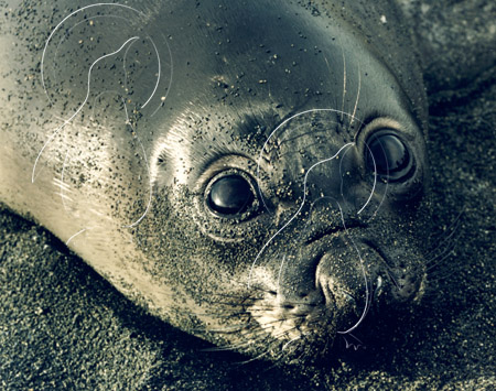 SGEELS0005 - Elephant Seal