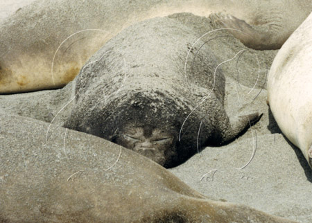 SGEELS0001 - Elephant Seal