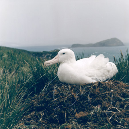 SGEALB0015 - Wandering Albatross