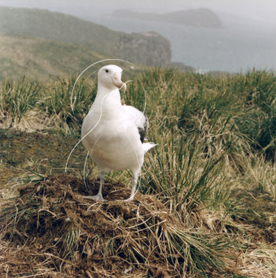 SGEALB0016 - Wandering Albatross