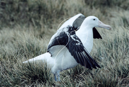 SGEALB0013 - Wandering Albatross