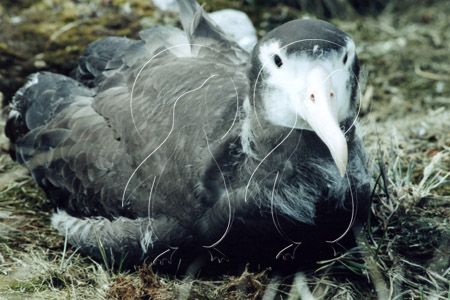 SGEALB0012 - Wandering Albatross