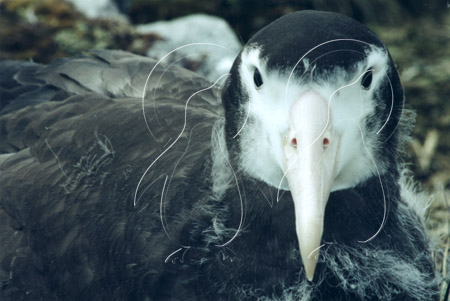 SGEALB0011 - Wandering Albatross