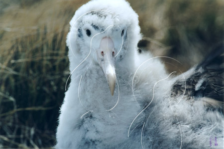 SGEALB0009 - Wandering Albatross