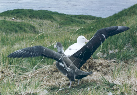 SGEALB0007 - Wandering Albatross