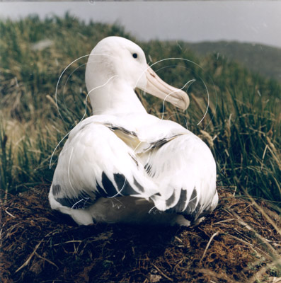 SGEALB0005 - Wandering Albatross