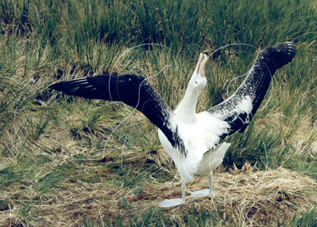 SGEALB0004 - Wandering Albatross