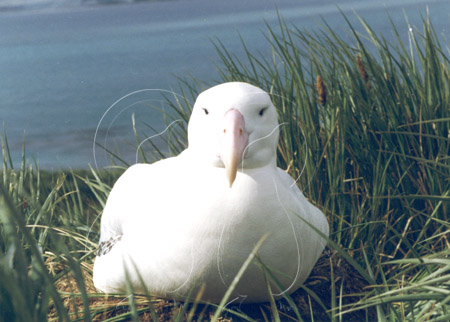 SGEALB0003 - Wandering Albatross