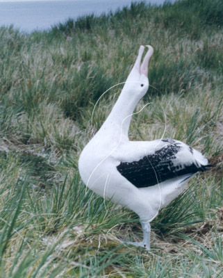 SGEALB0002 - Wandering Albatross